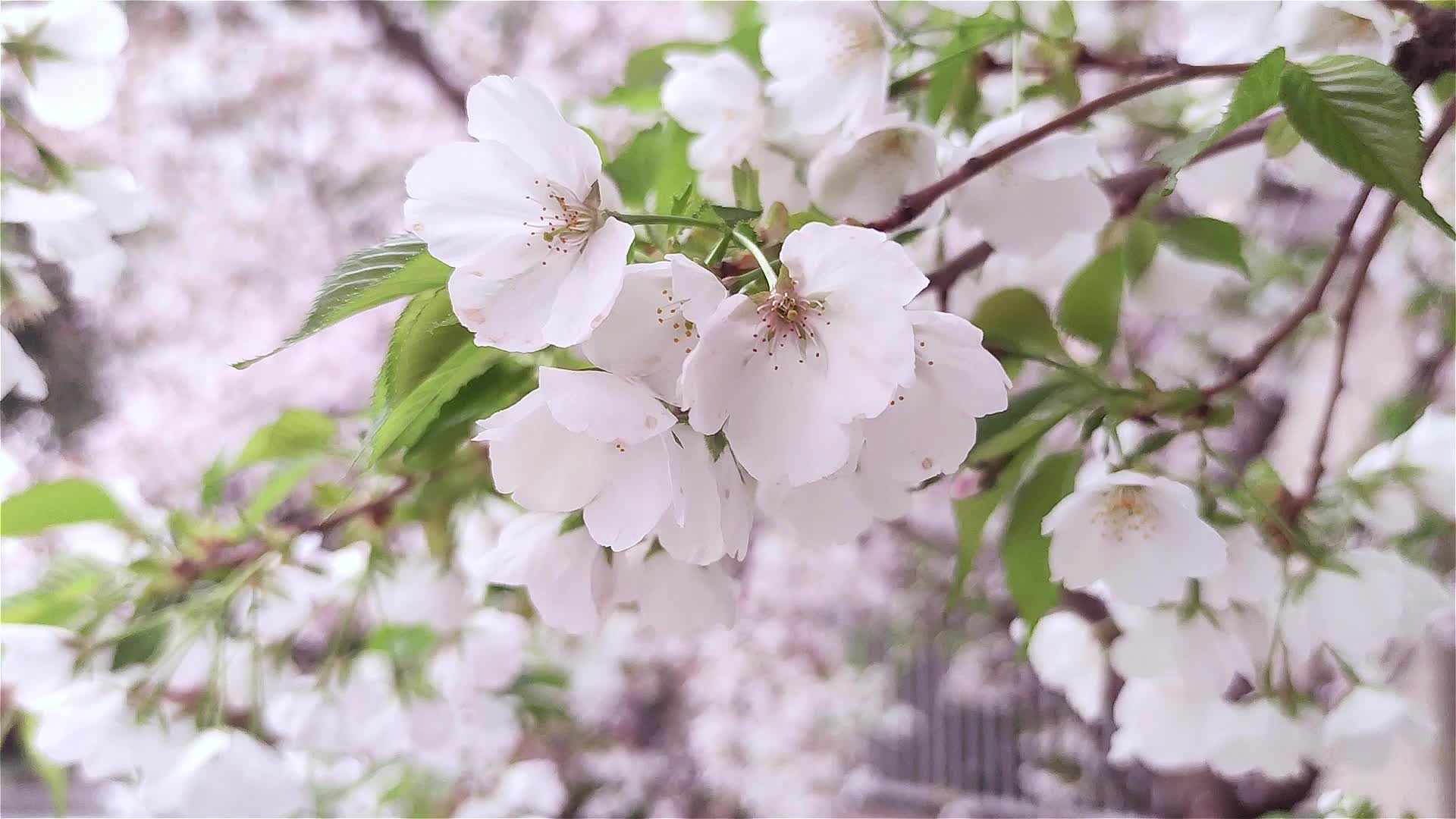 樱花1080P实拍视频视频的预览图