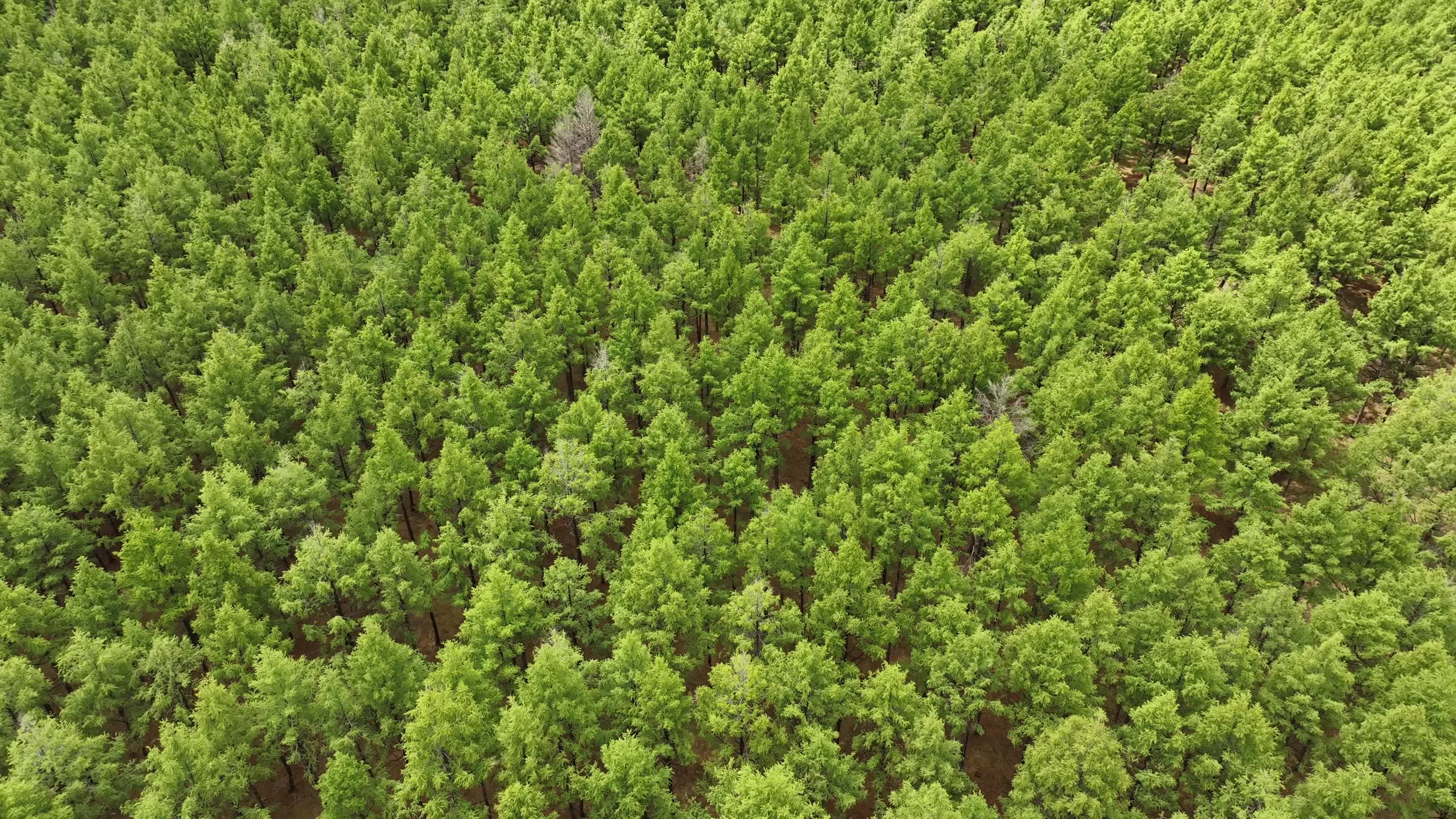 航拍初夏绿色人工林视频的预览图