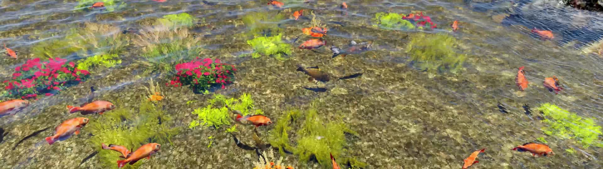 8K宽屏海底鱼群清澈海水无缝循环视频的预览图