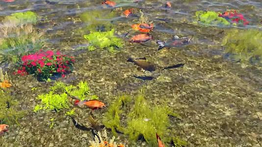 4K宽屏海底鱼群清澈海水无缝循环视频的预览图