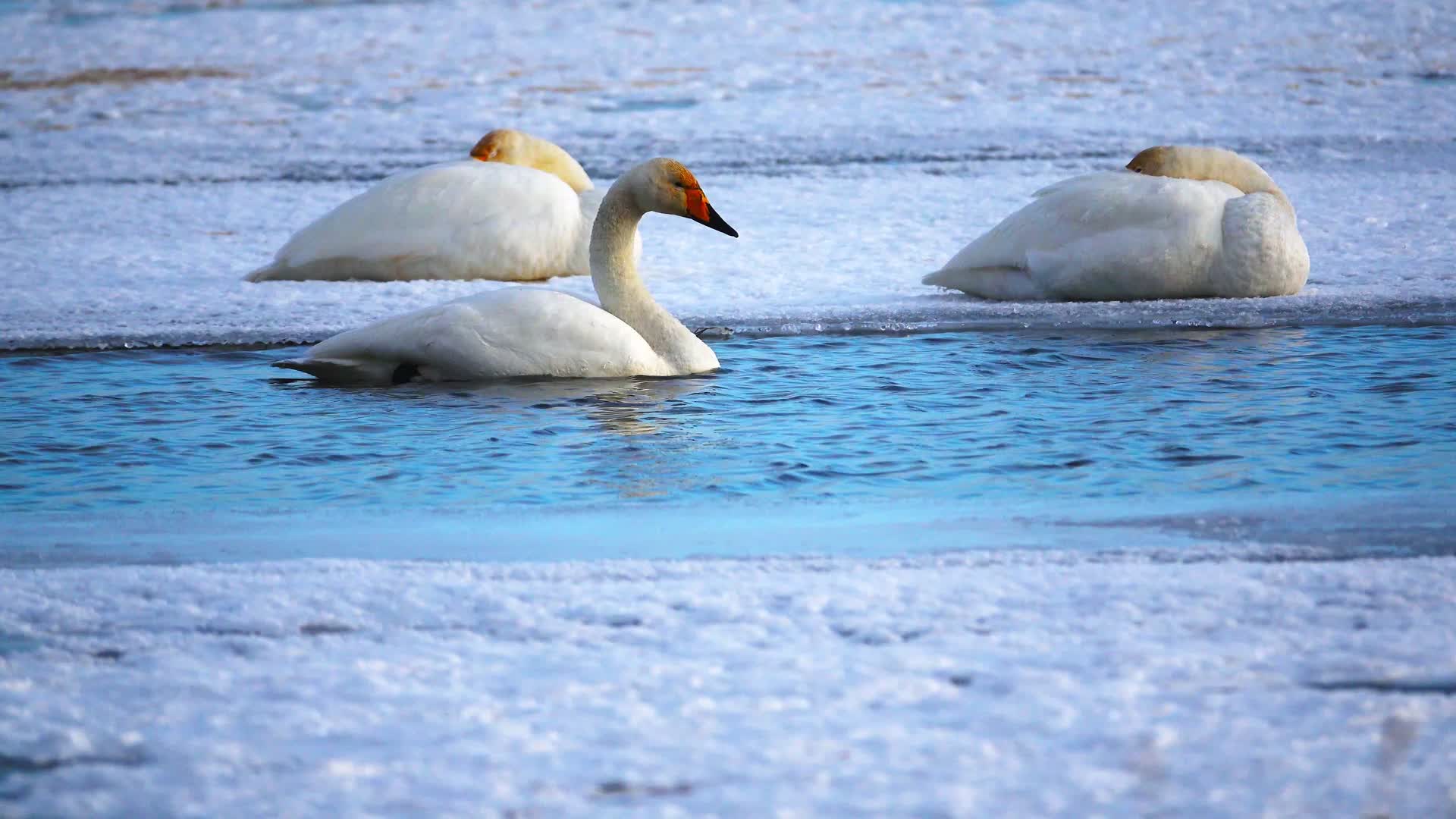 冬季湿地天鹅湖视频的预览图
