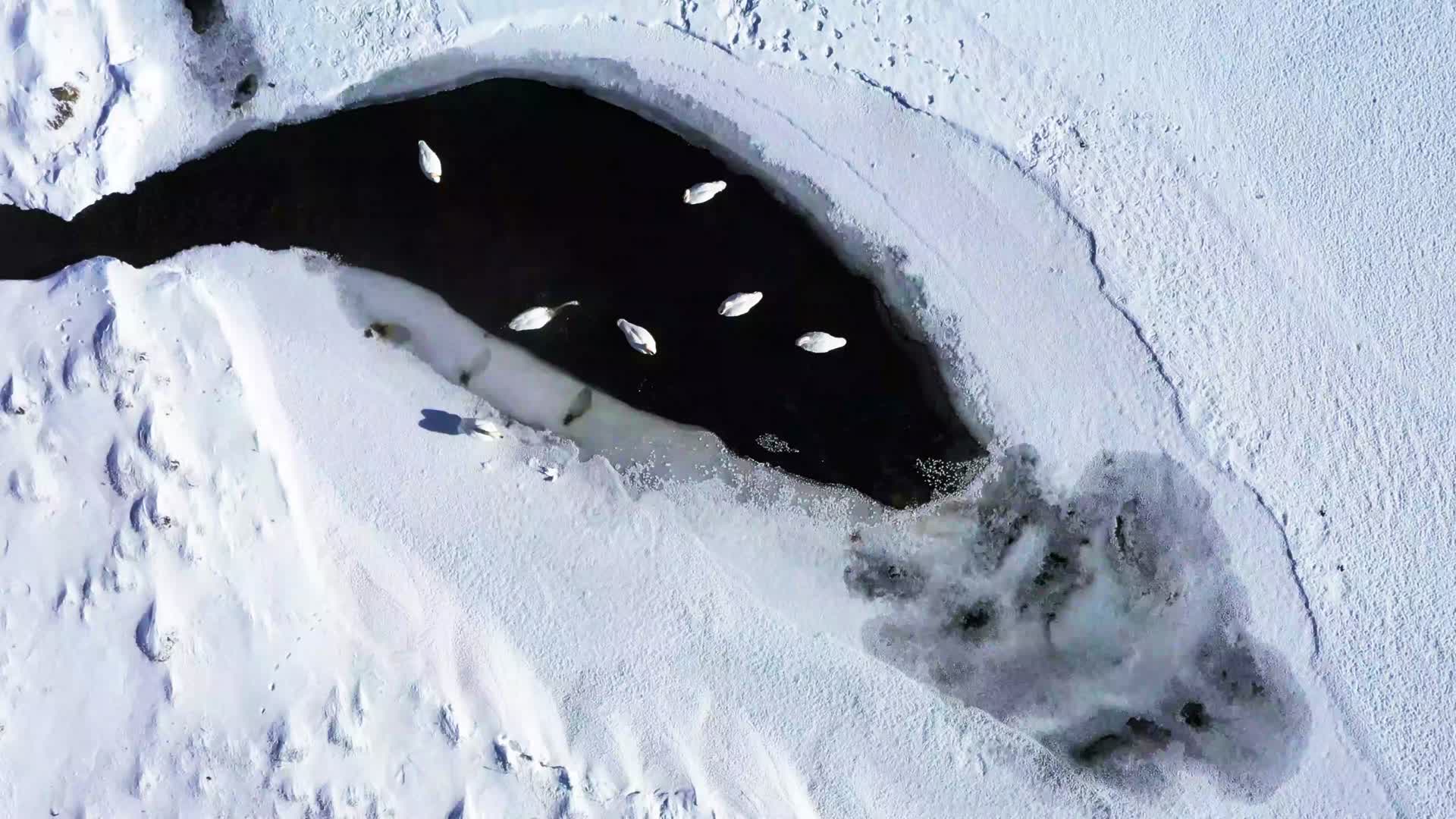 冬季湖泊天鹅雪域视频的预览图