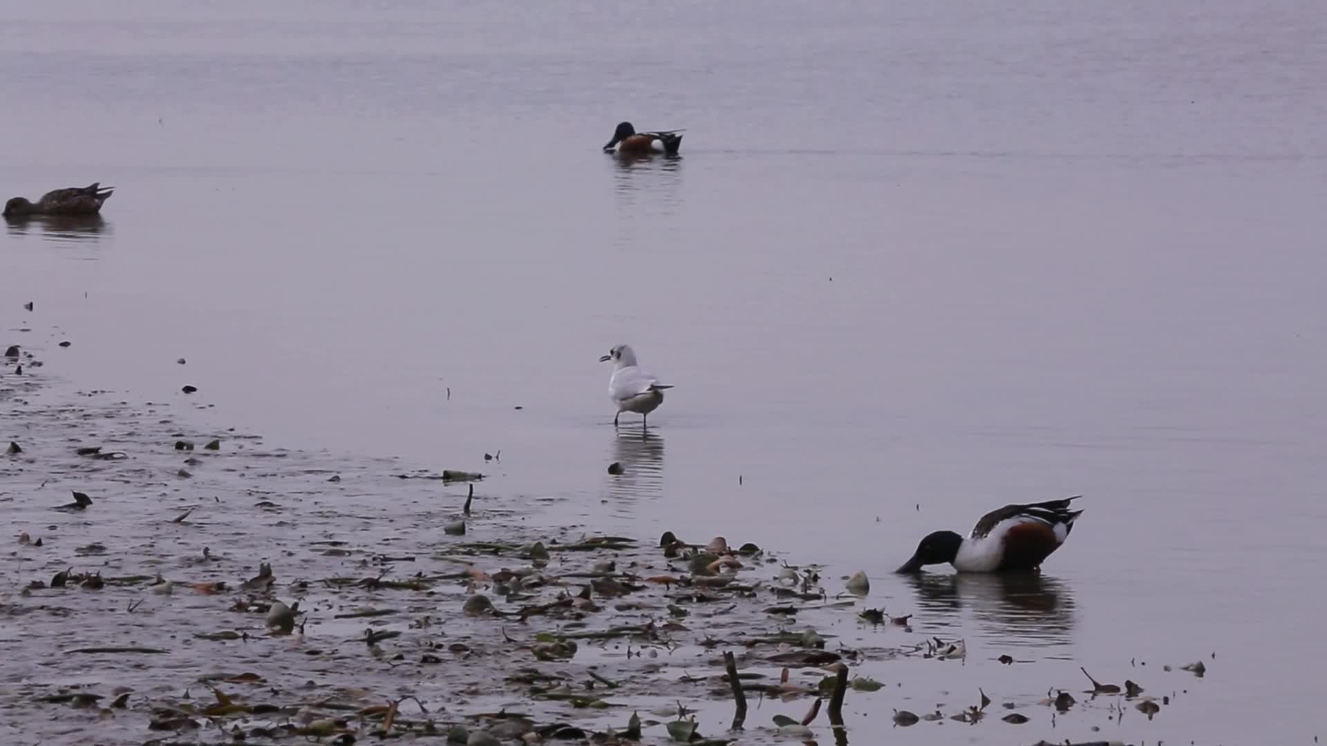 S红嘴鸥湿地行走湖面视频的预览图