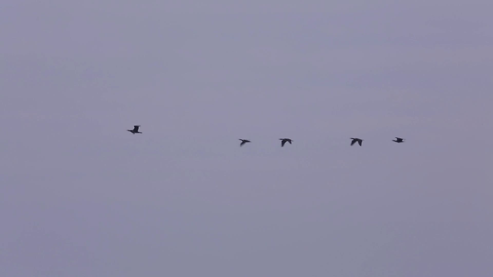 S天空中的飞鸟视频的预览图