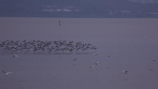 S群鸟在湖面盘旋视频的预览图