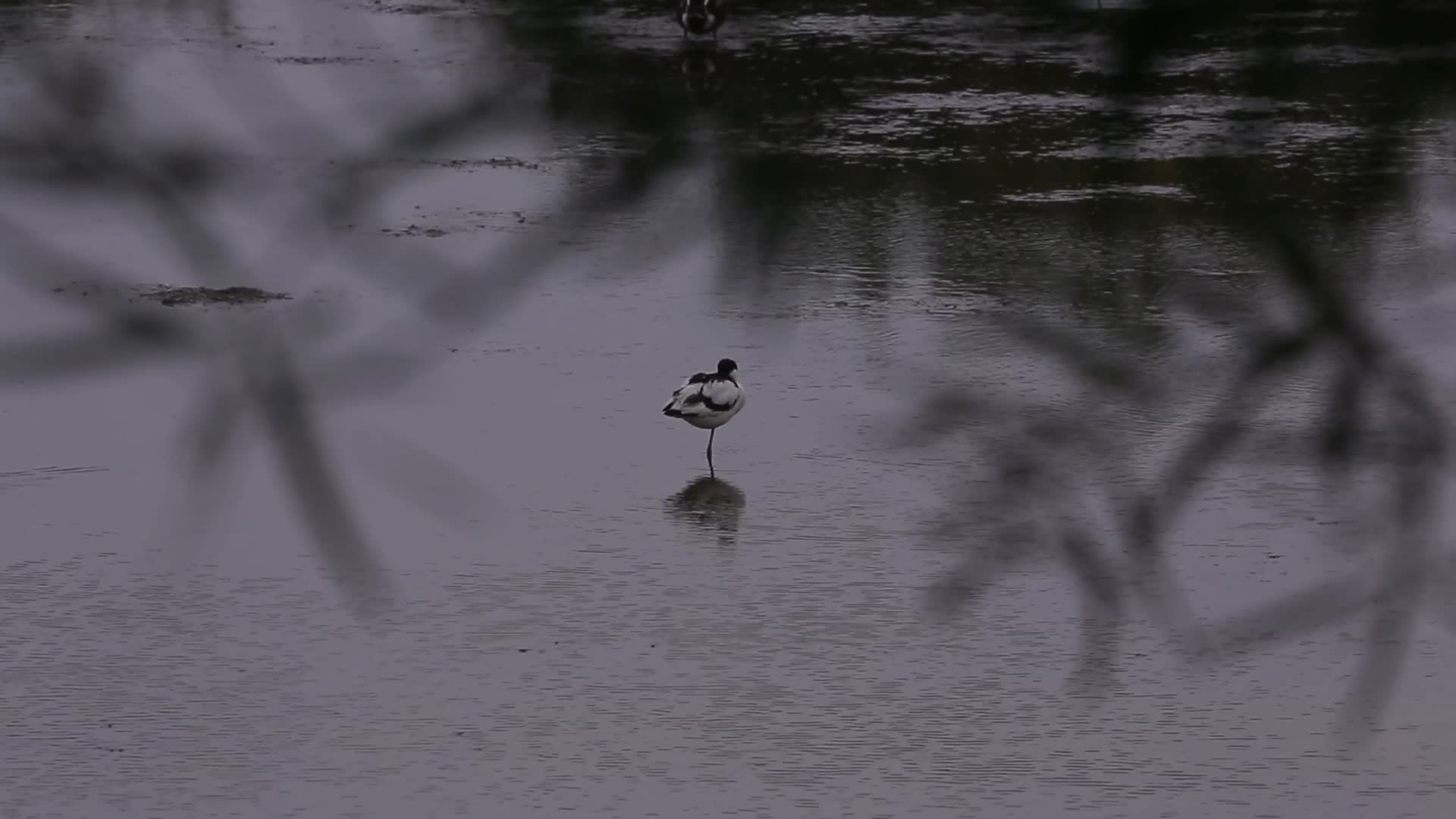 S反嘴鹬湿地单脚站立视频的预览图