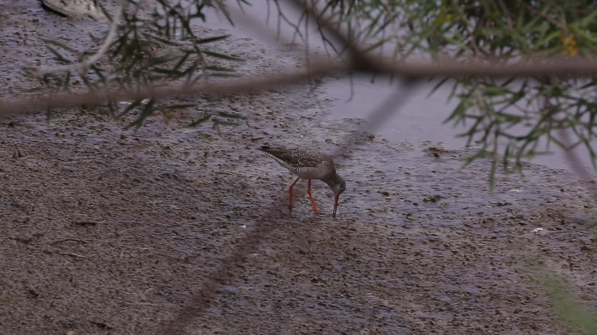S红脚鹬陆地水面觅食视频的预览图