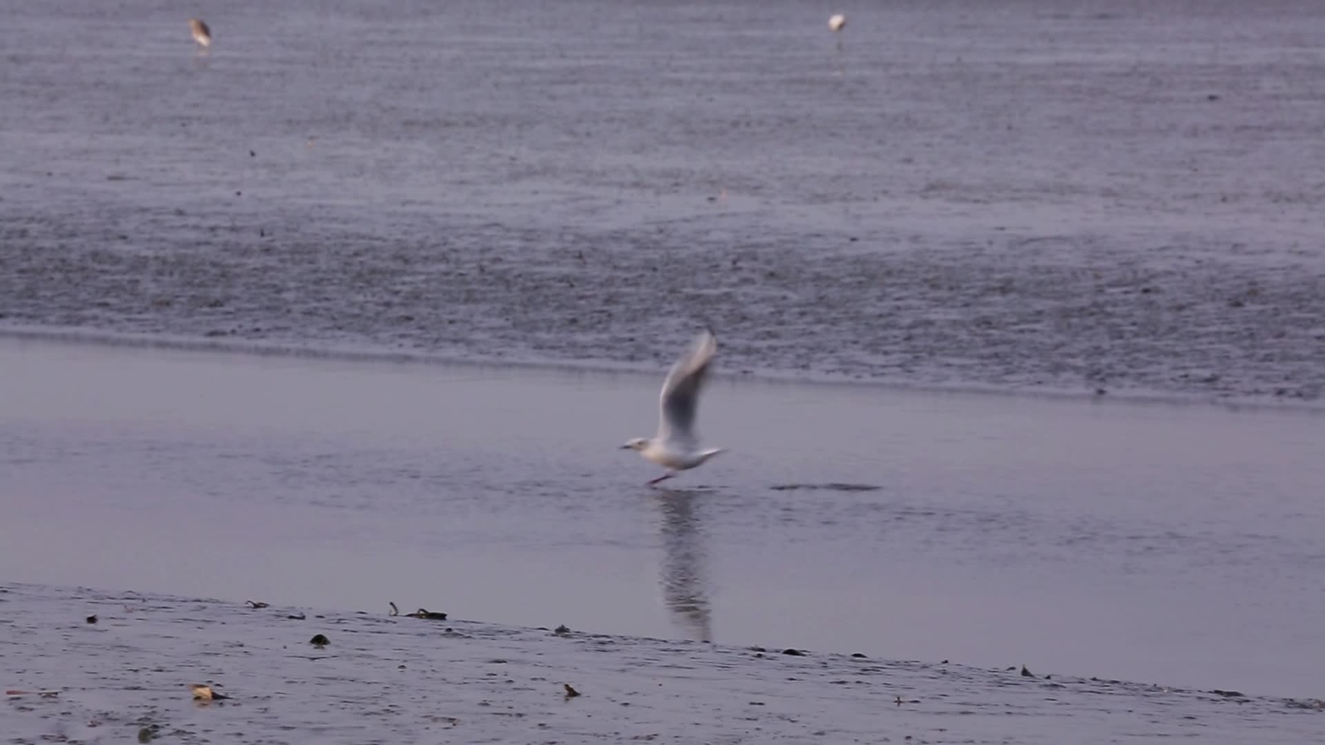 S红嘴鸥湿地起飞降落视频的预览图