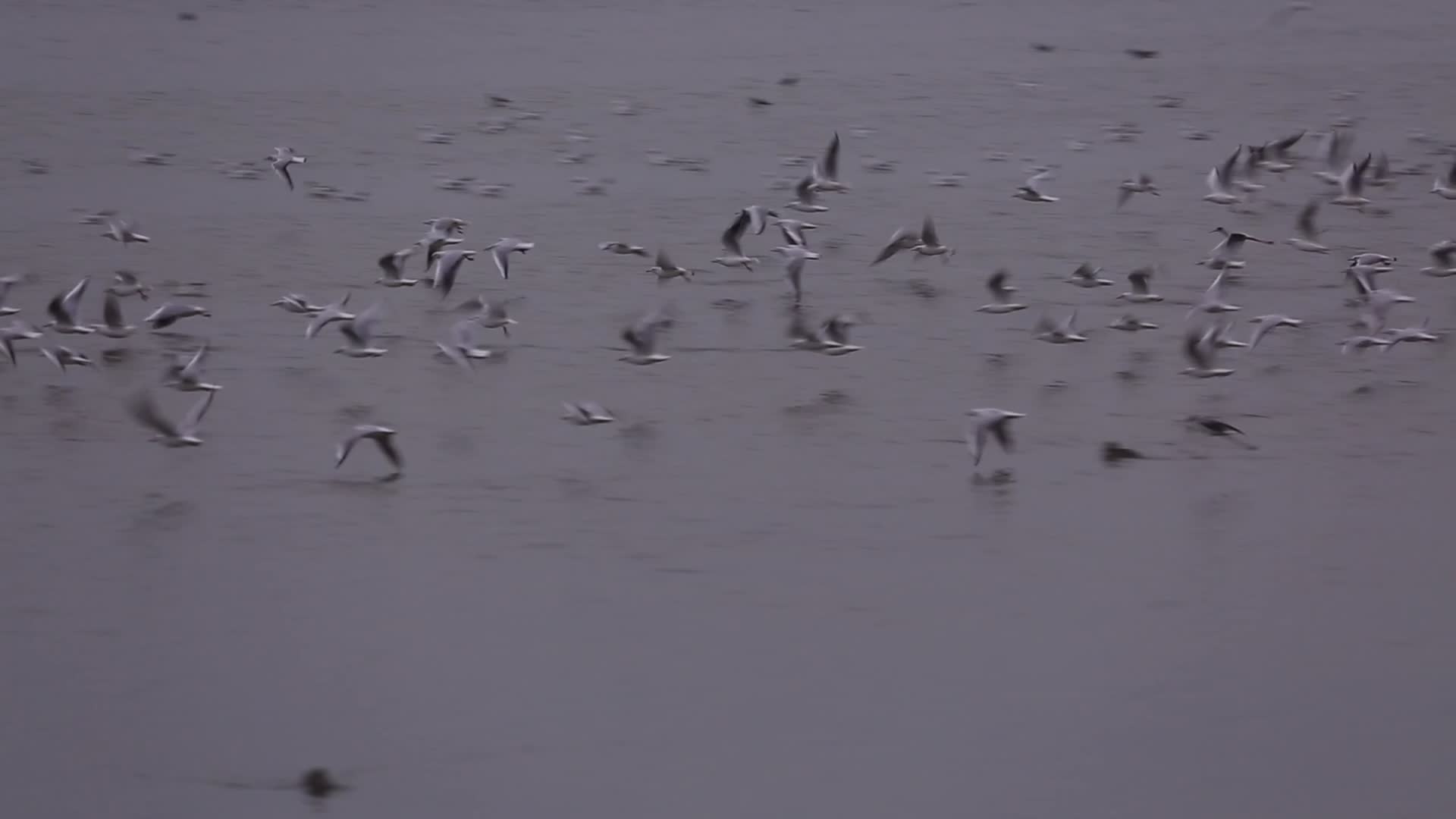 S海鸥在海面飞行视频的预览图