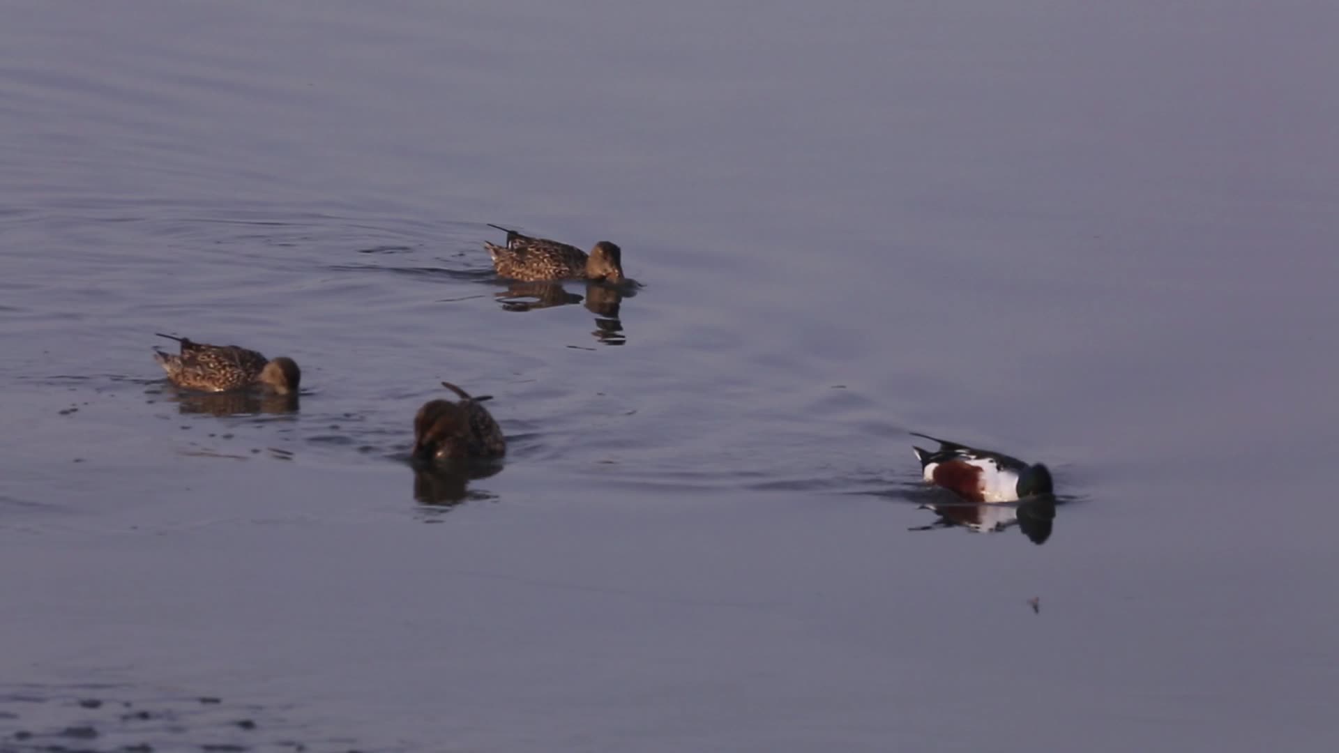 S琵嘴鸭野鸭湖面觅食视频的预览图