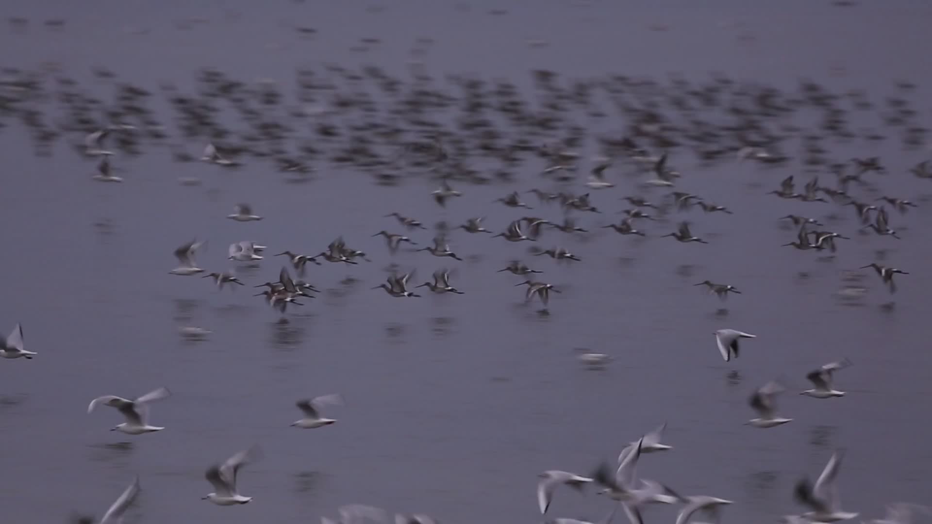 S群鸟在湖面盘旋视频的预览图