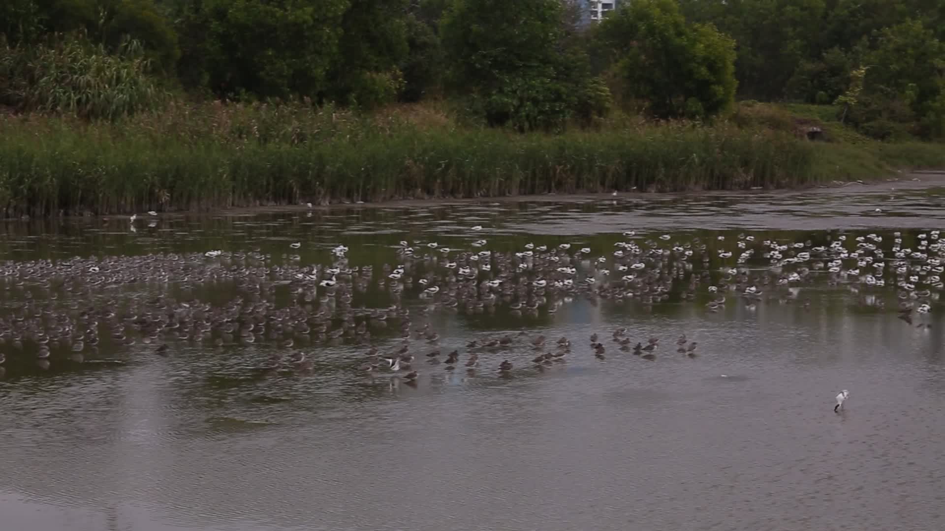 S群鸟湖泊湿地视频的预览图