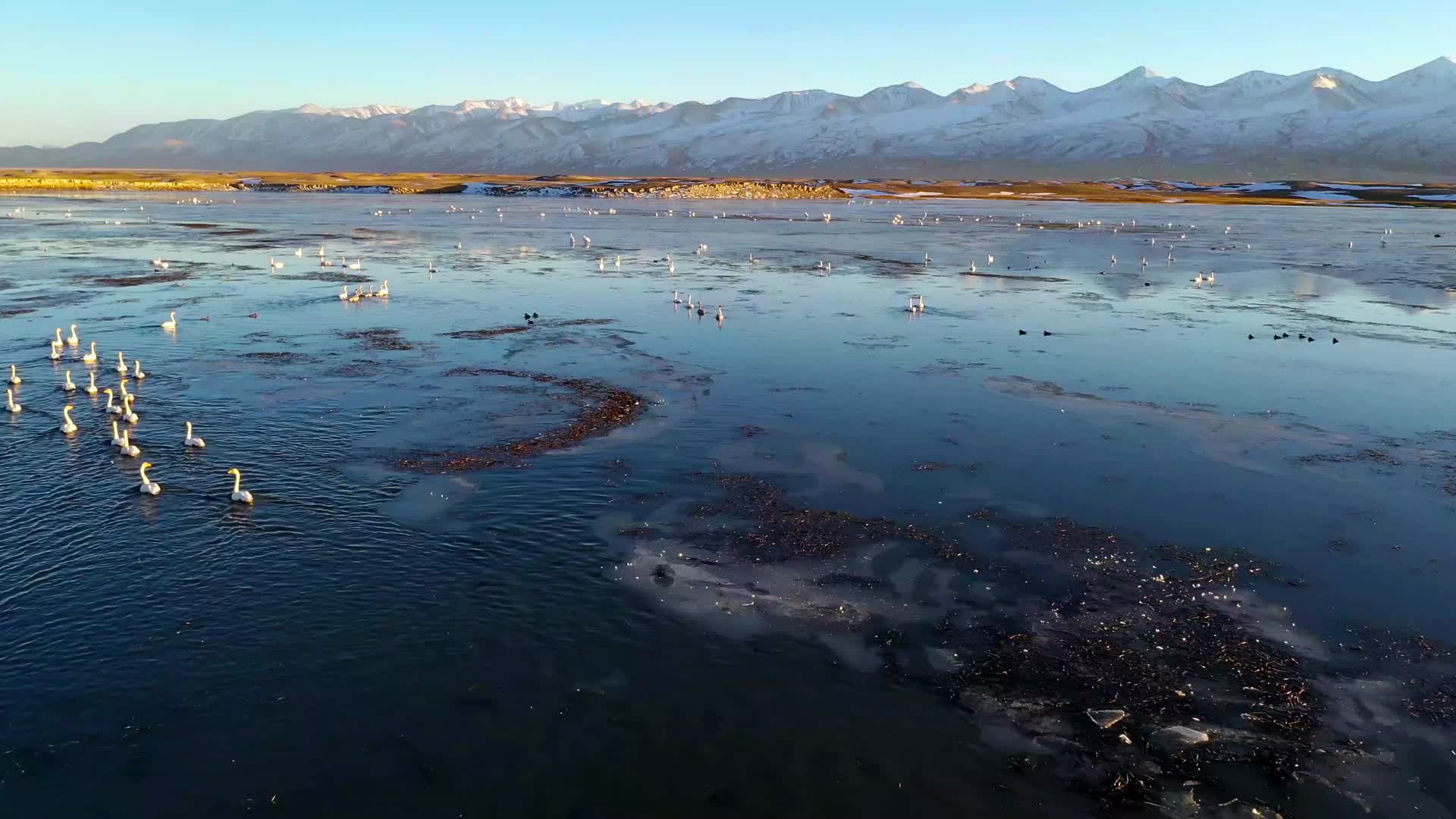 天鹅湖视频的预览图