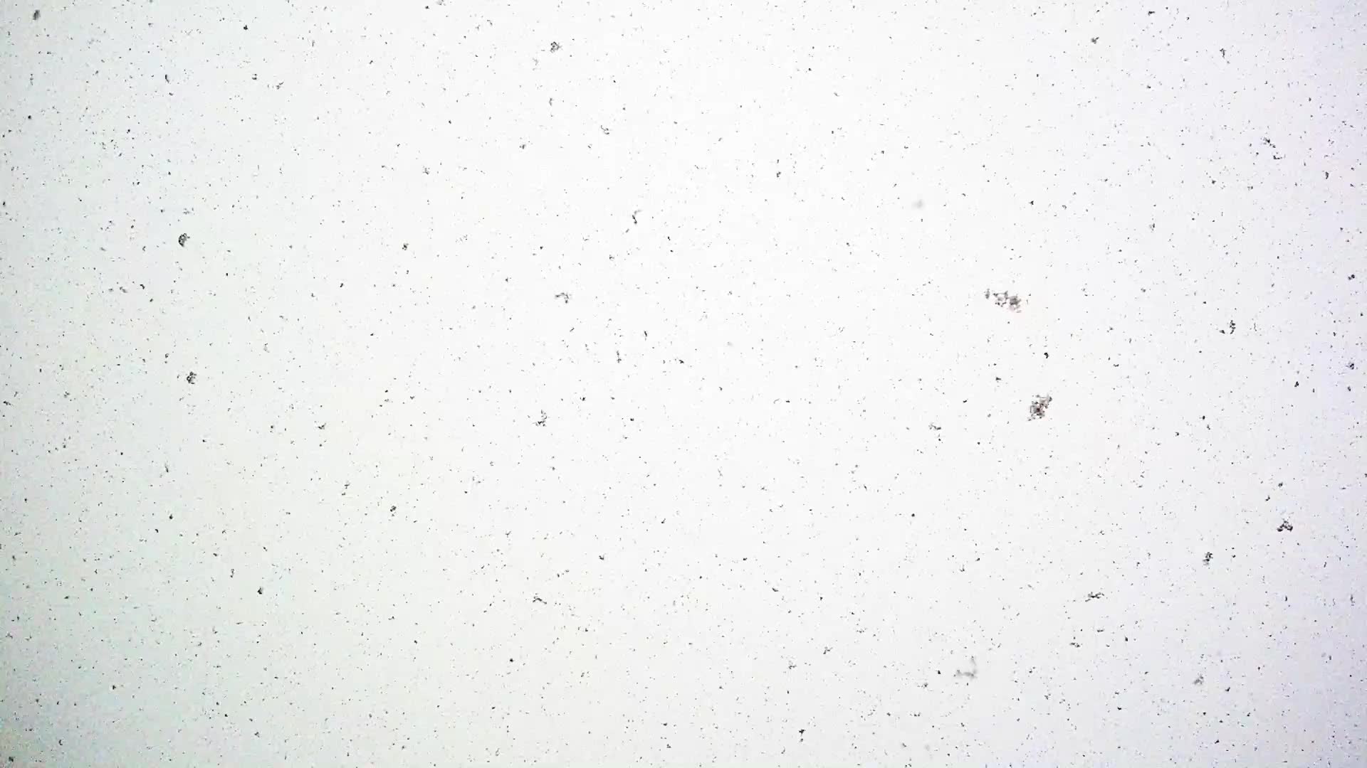鹅毛大雪视频的预览图