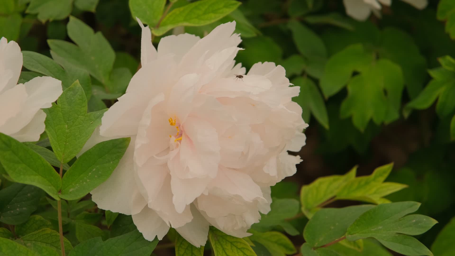 洛阳牡丹文化节王城公园盛开的牡丹花视频的预览图