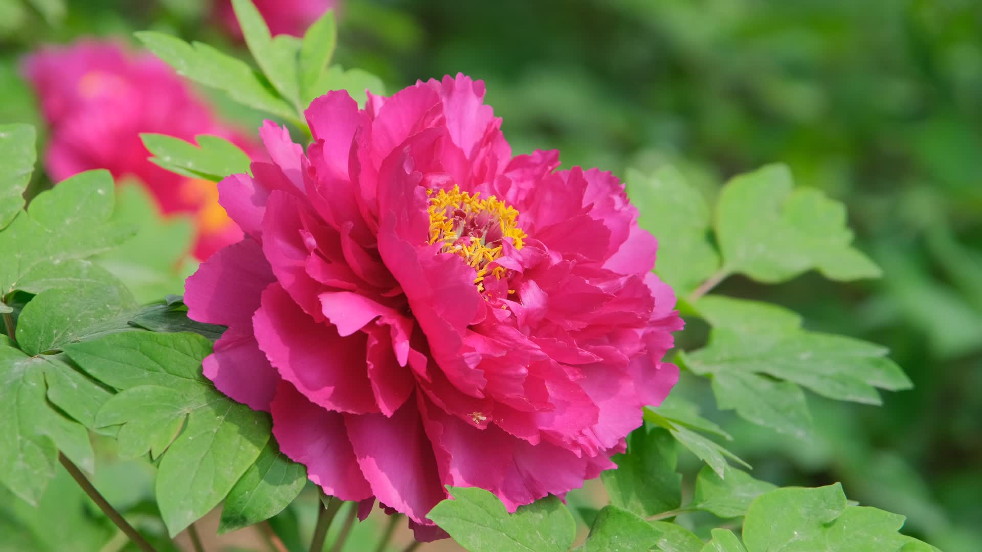 洛阳牡丹文化节王城公园盛开的牡丹花视频的预览图