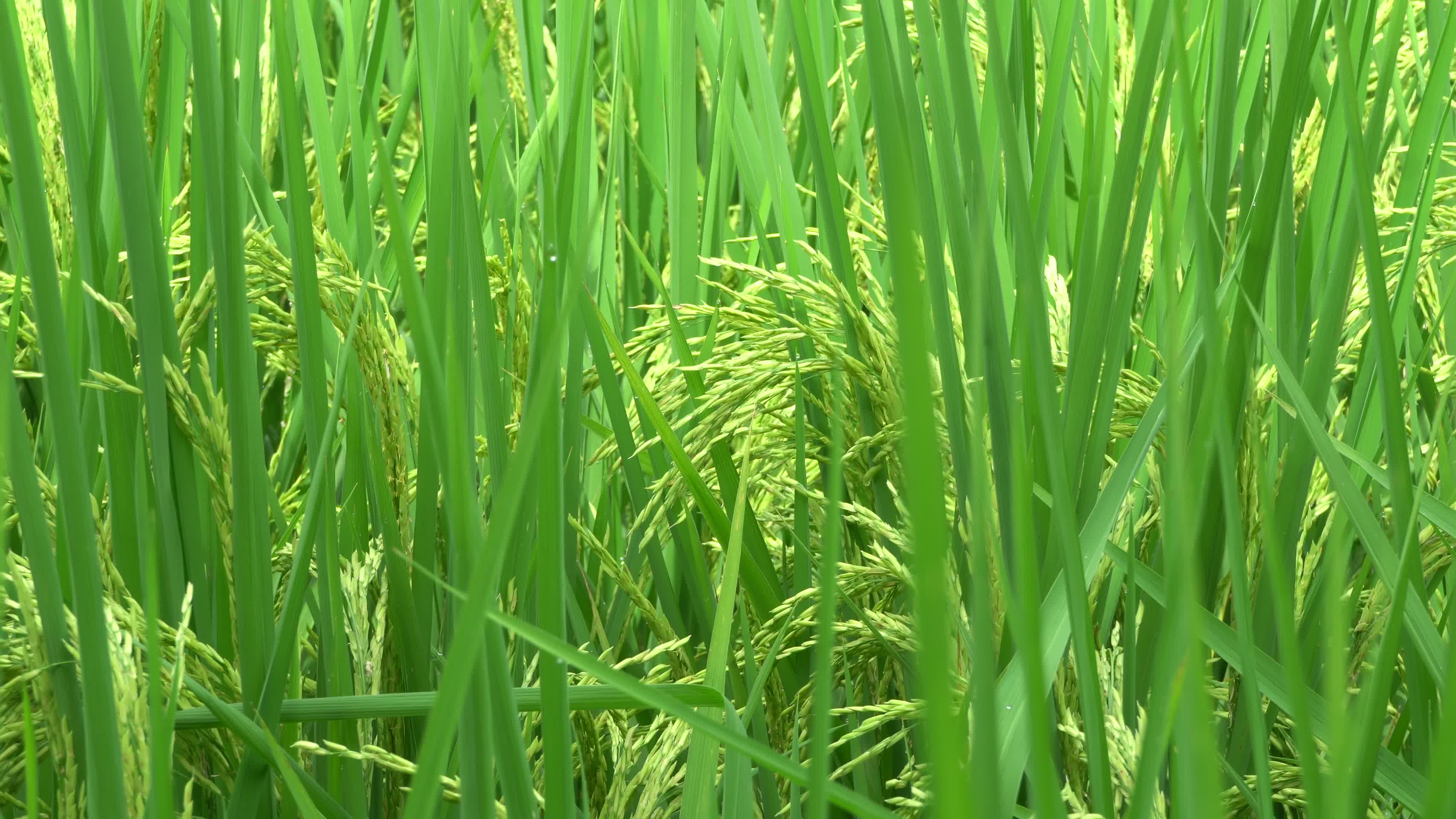 水稻田夏天水稻田没成熟的水稻绿油油的水稻农田水稻微风吹拂水稻农村水稻视频的预览图