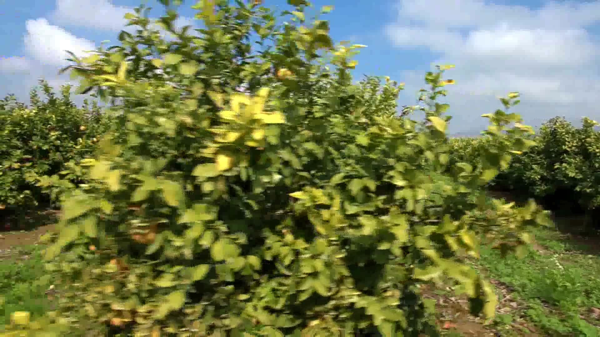 实拍柠檬果园视频的预览图