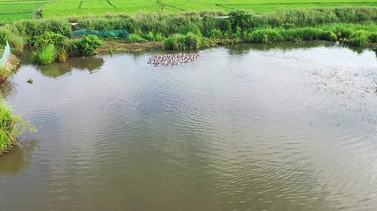 田野鸭子农村放养鸭群水塘鸭子农村风景散养家鸭航拍鸭子玩水视频的预览图