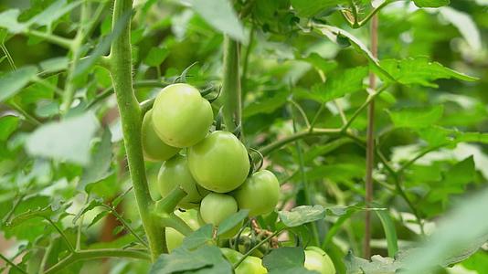 4K夏季有机蔬菜青西红柿种植实拍视频视频的预览图