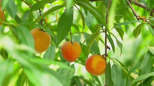 4K夏季水果枝头上的黄桃成熟丰收实拍视频视频的预览图