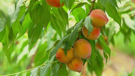 4K夏季水果成熟的黄桃实拍视频视频的预览图