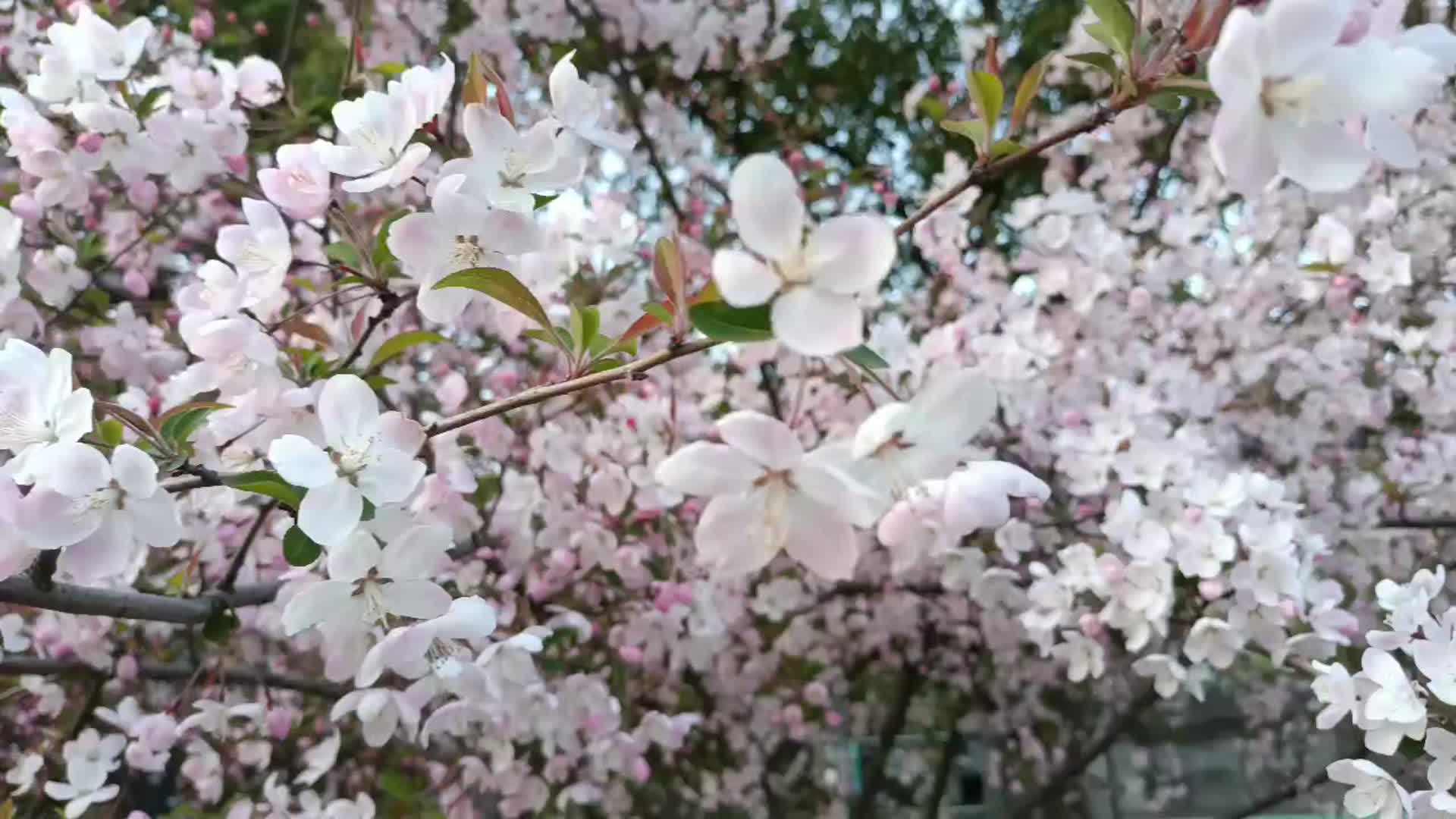春日海棠花视频的预览图