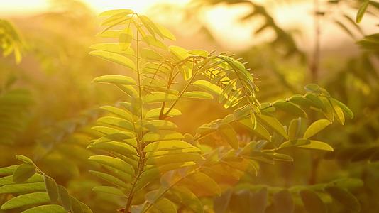 清晨阳光照射树叶逆光光晕视频的预览图