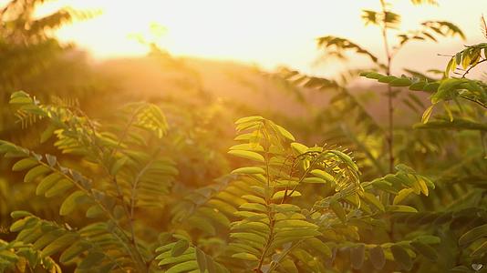 清晨阳光照射树叶光晕效果视频的预览图