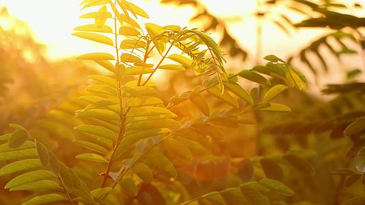 清晨太阳升起阳光照射树叶光斑效果视频的预览图