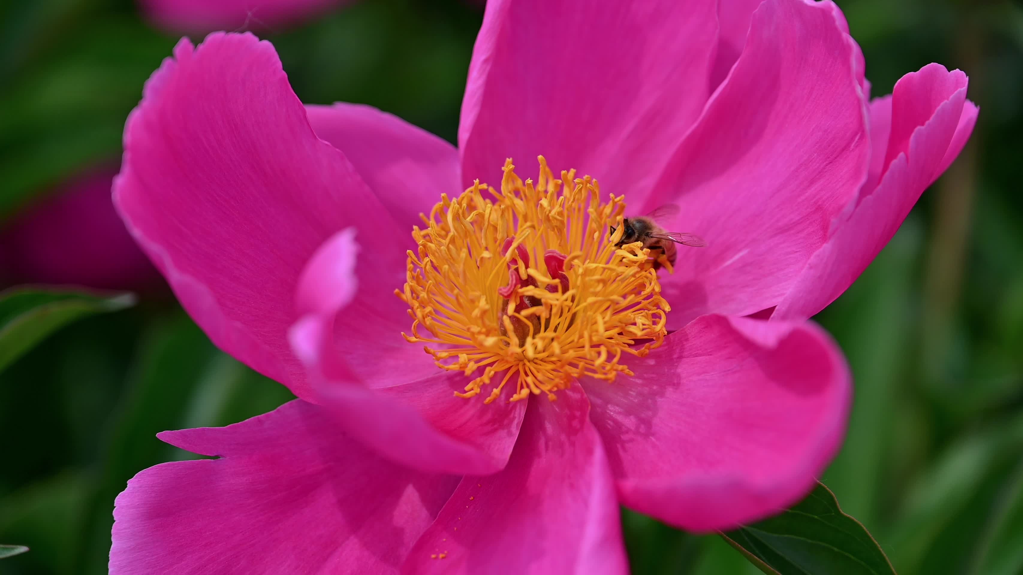 蜜蜂芍药花视频的预览图