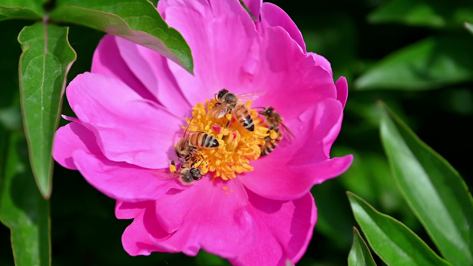 蜜蜂芍药花视频的预览图
