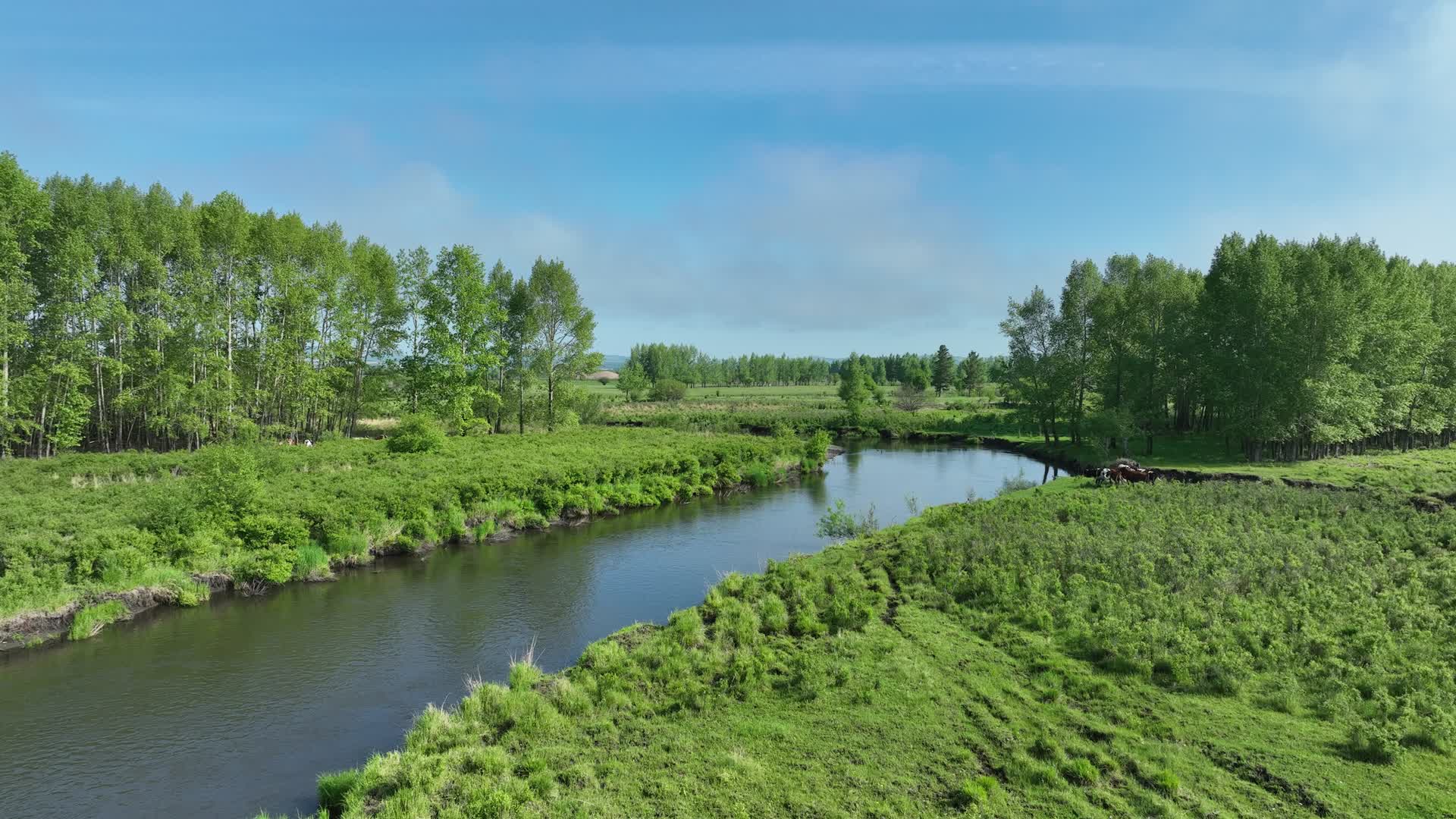 航拍大兴安岭林区湿地风景视频的预览图