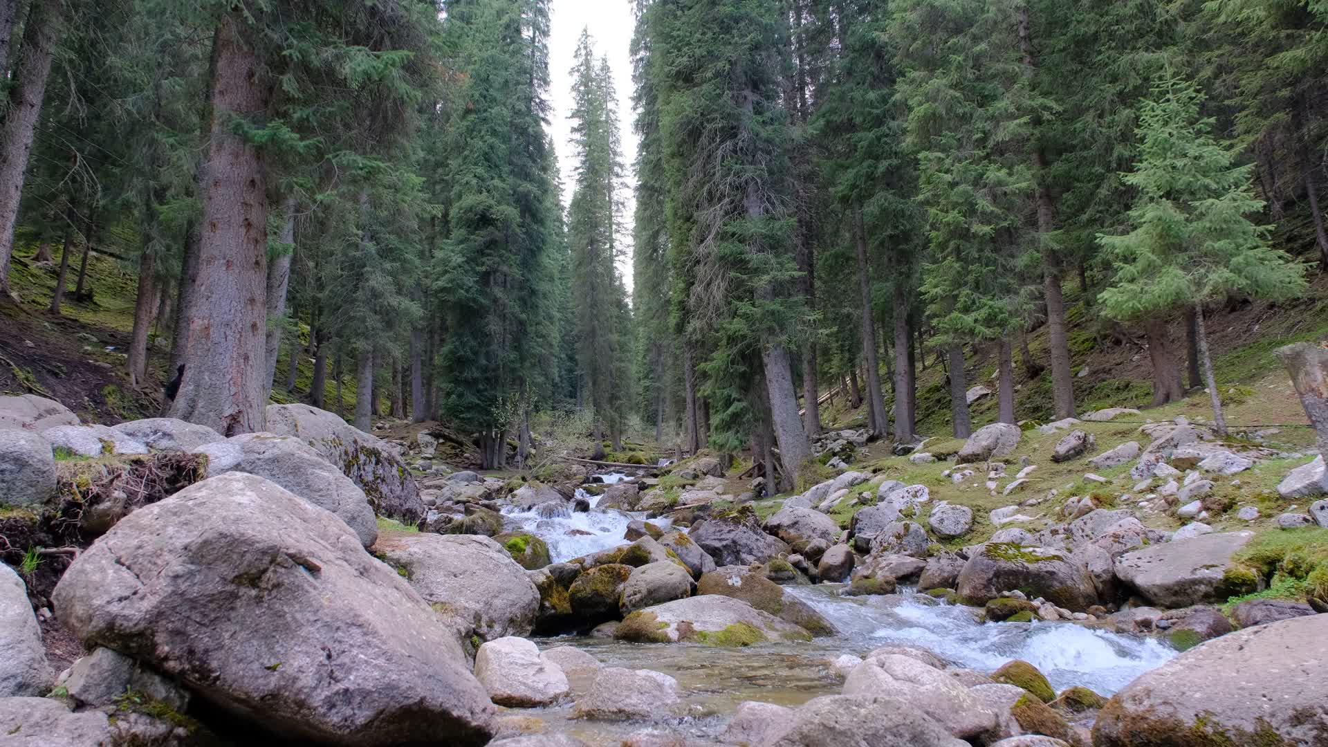 新疆琼库什台阳光下的森林和溪流视频的预览图