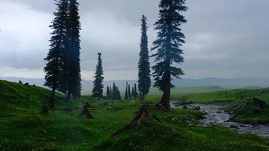 新疆那拉提草原雪山森林小溪绝美风光视频的预览图