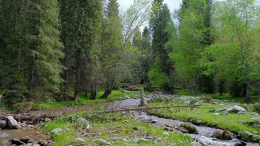 新疆恰西森林公园的森林和溪流视频的预览图