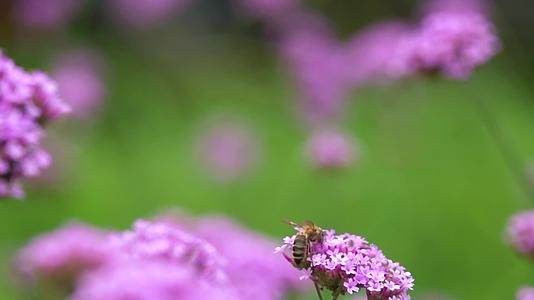 微距实拍小蜜蜂飞在花丛中4k高清视频的预览图