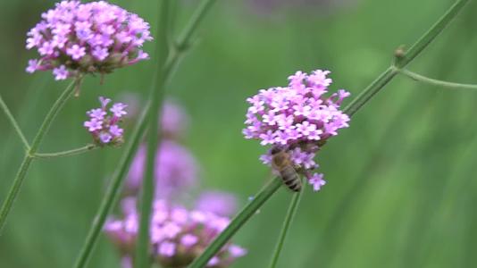 微距实拍小蜜蜂飞在花丛中4k高清视频的预览图