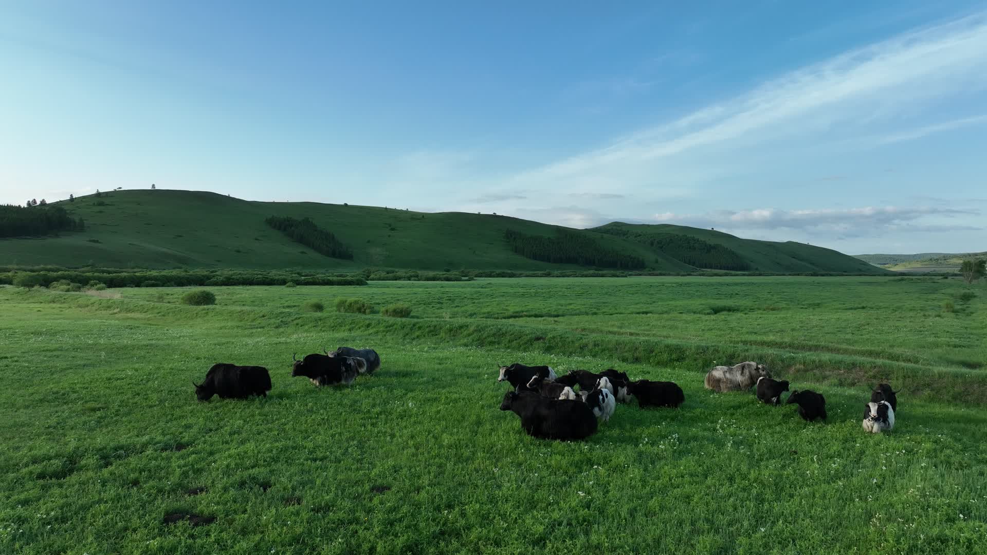 航拍呼伦贝尔湿地牦牛视频的预览图