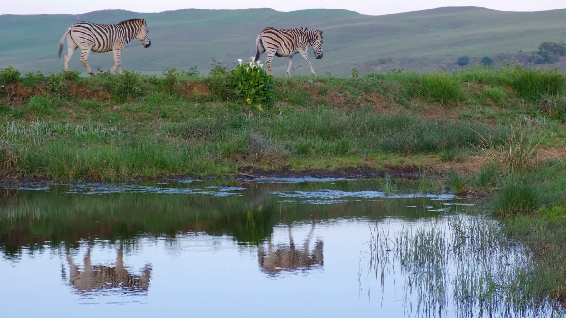 斑马草原上的斑马视频视频的预览图