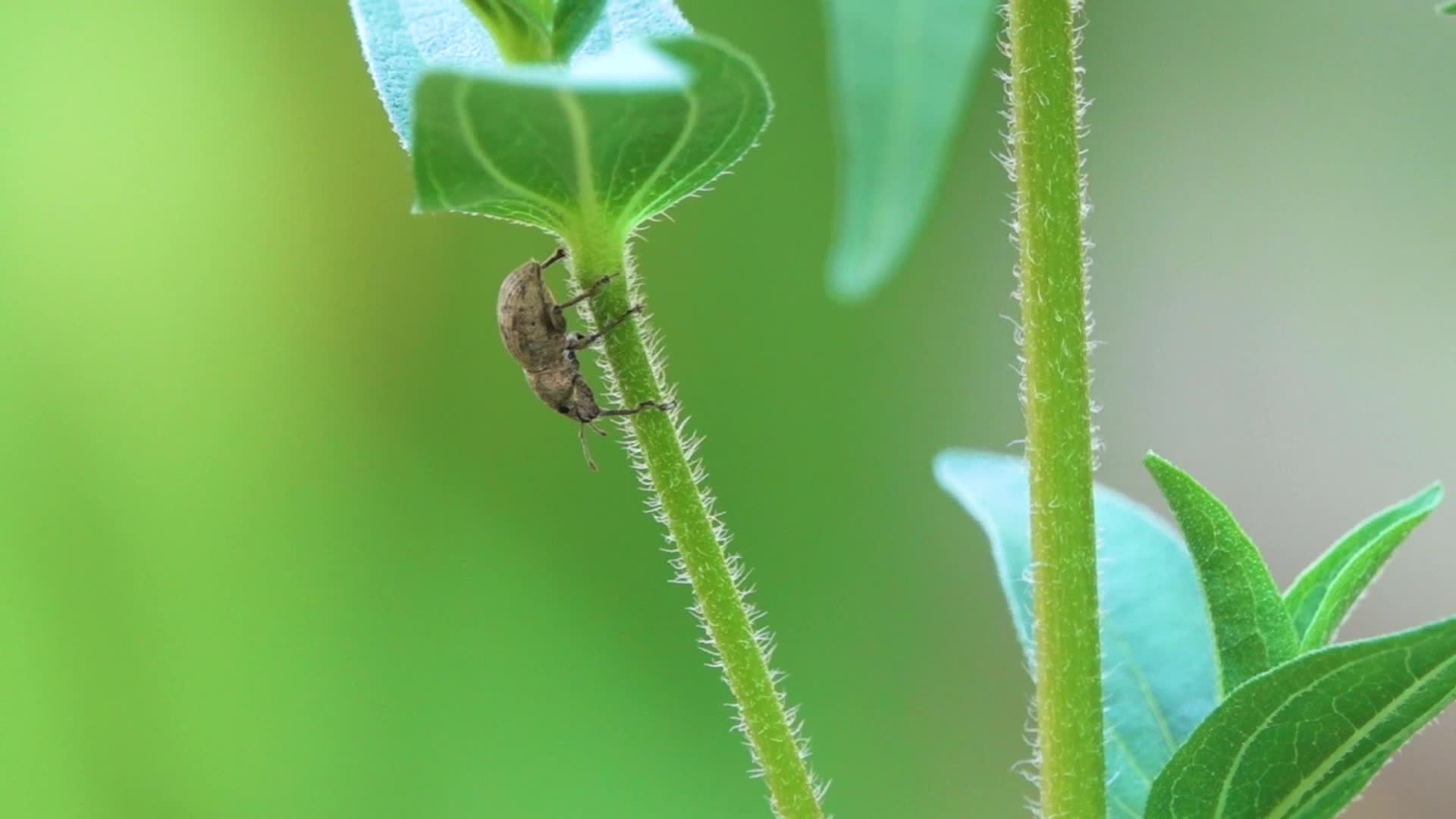 微距实拍一只昆虫散步在叶片上卷叶象甲灰象甲柑橘象甲4k实拍视频的预览图