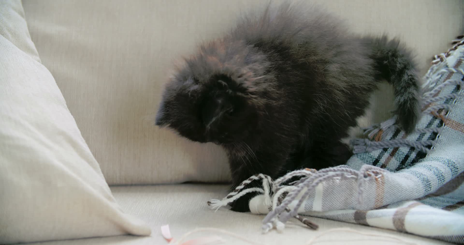 猫咪在沙发上玩耍拨弄流苏围巾视频的预览图