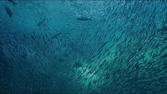 海底世界的密集鱼群视频的预览图