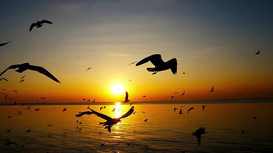 落日夕阳下海鸥在海面飞翔视频的预览图