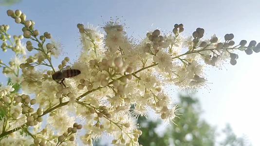 小蜜蜂白色花视频的预览图