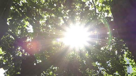 夏天树林树叶缝隙的阳光光晕空镜合集视频的预览图