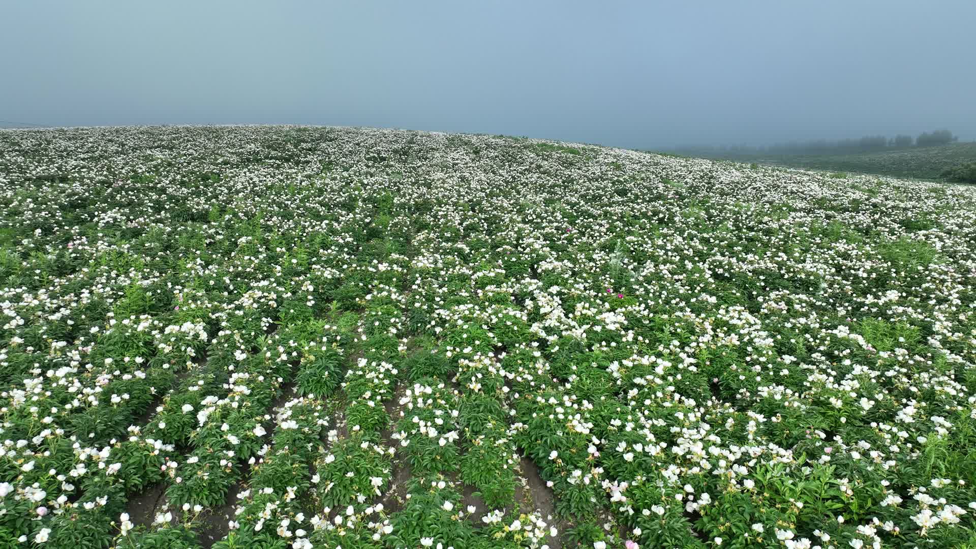 航拍晨雾中的中草药种植芍药花基地视频的预览图