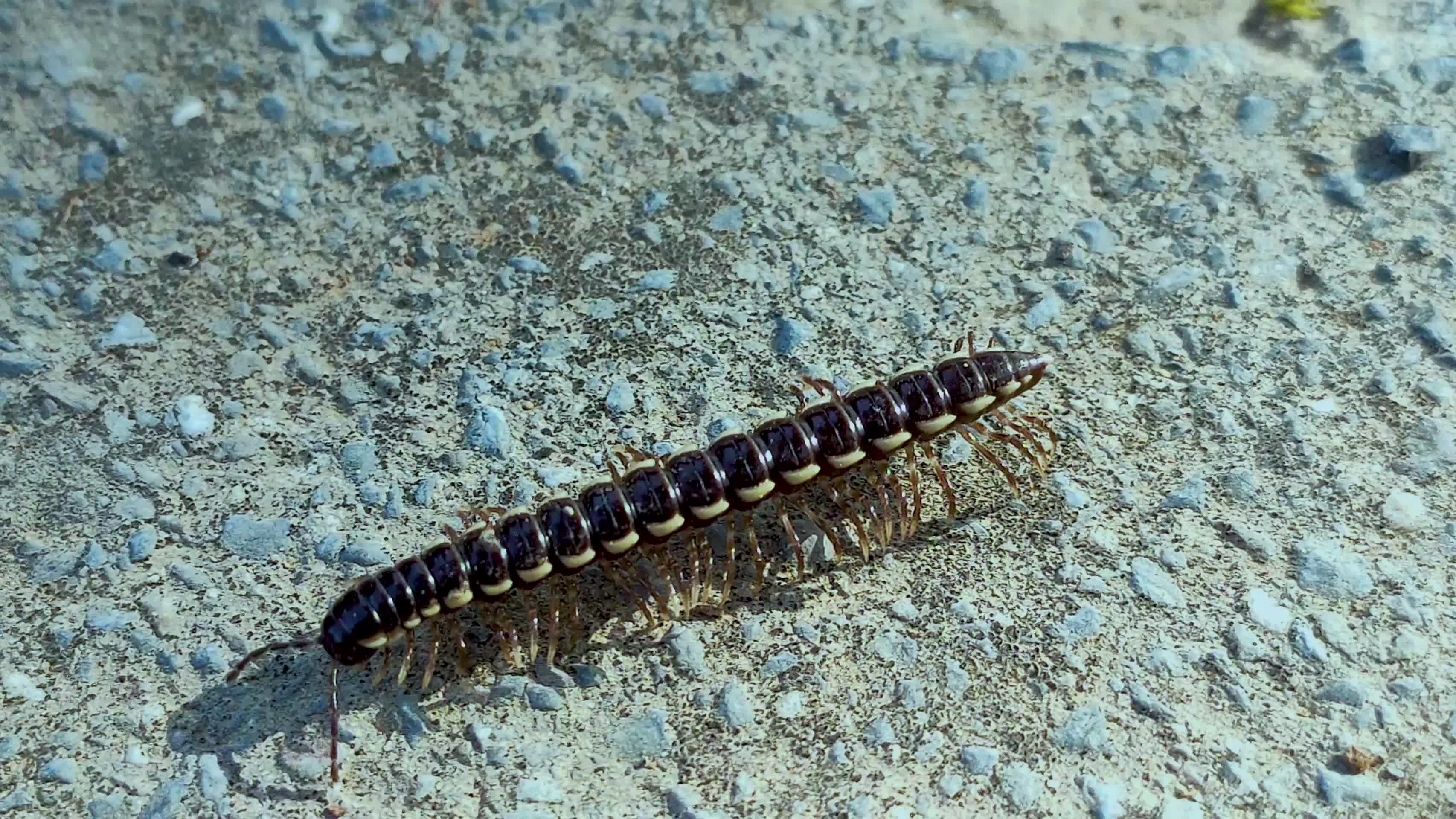 微距实拍一只小苍蝇4k高清苍蝇昆虫微距昆虫微距实拍千足虫视频的预览图