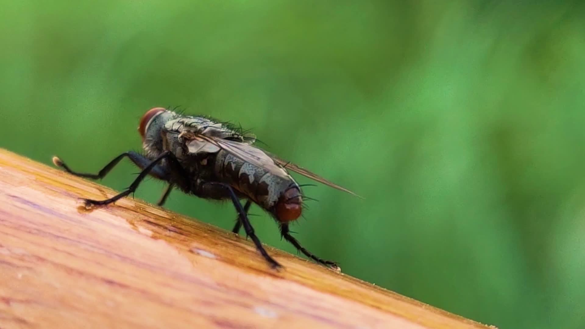 微距实拍一只小苍蝇梳理前腿转身瞪着摄像机4k高清视频的预览图