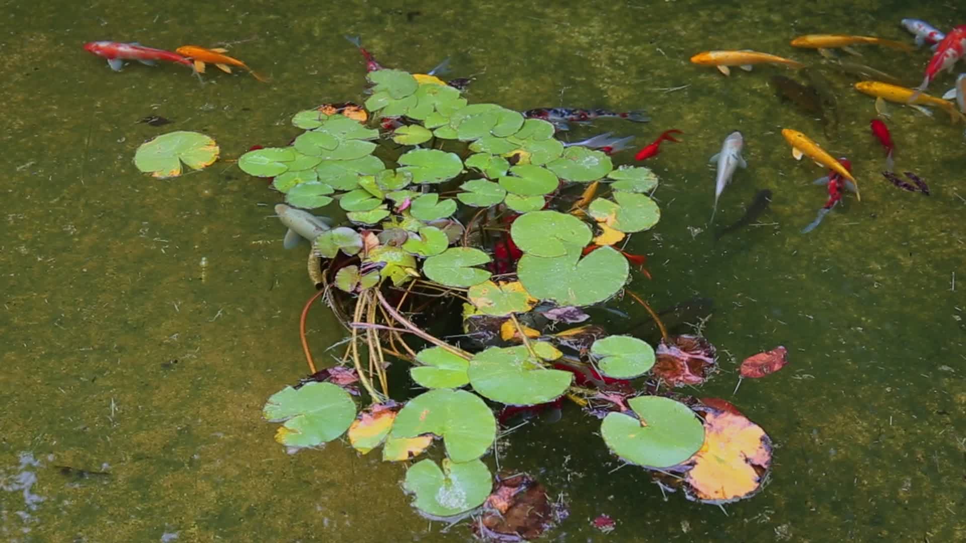 户外水池莲花观赏鱼视频的预览图